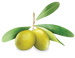 organic kiwi
